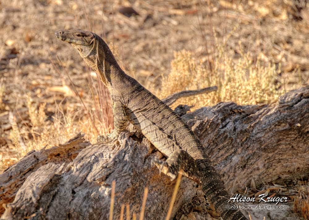 Chowilla Game Reserve