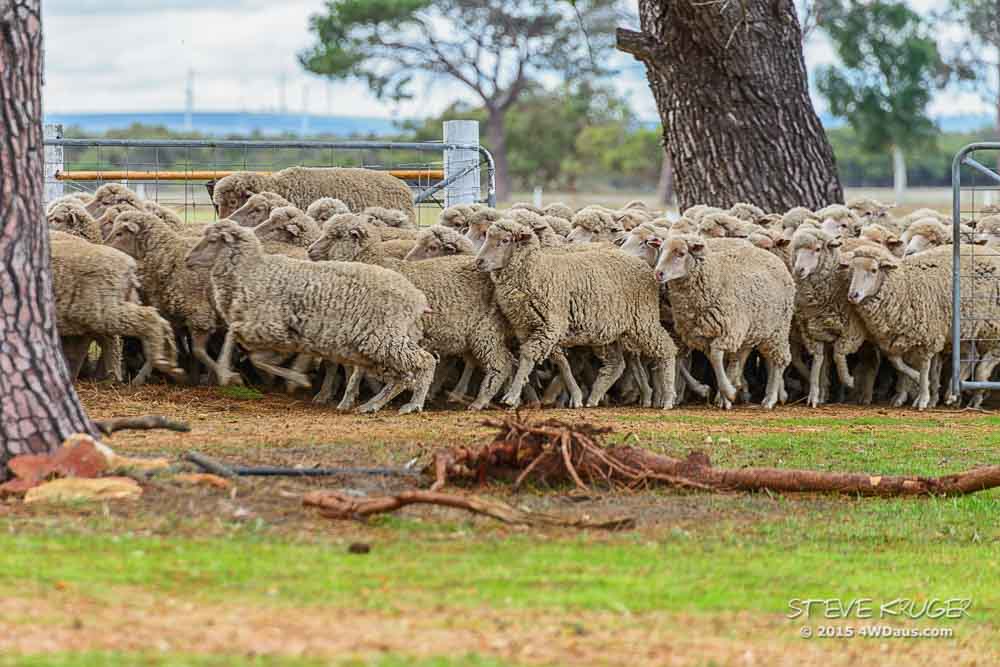 Sheep on the Move Nambung Station WA