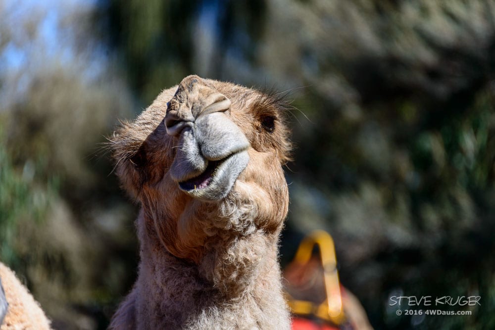 Camel