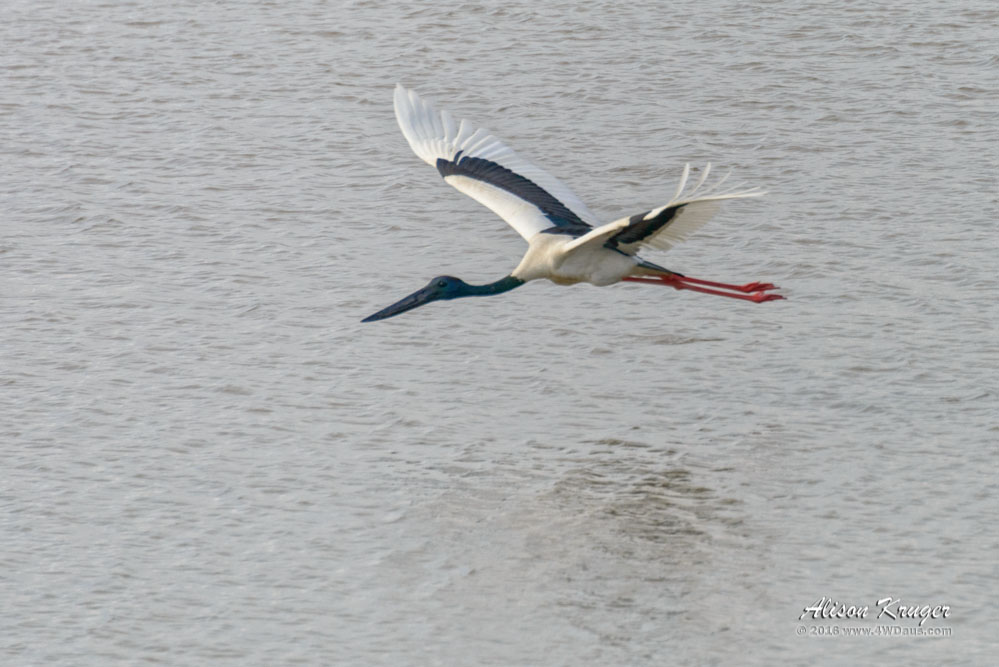Jabiru in Flight