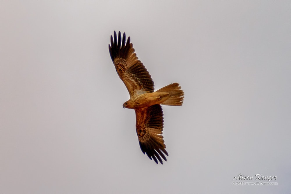 Wedgetale Eagle Soaring High Near Gascoyne Junction