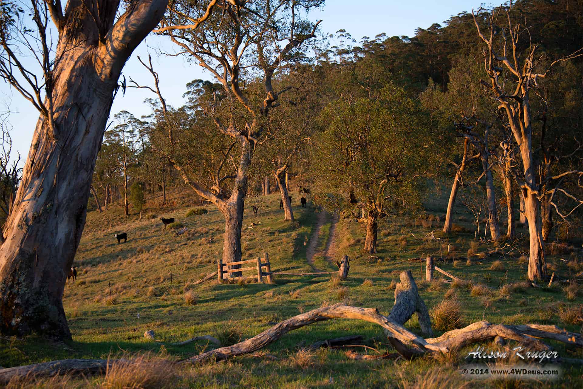 Alison Australian Galleries