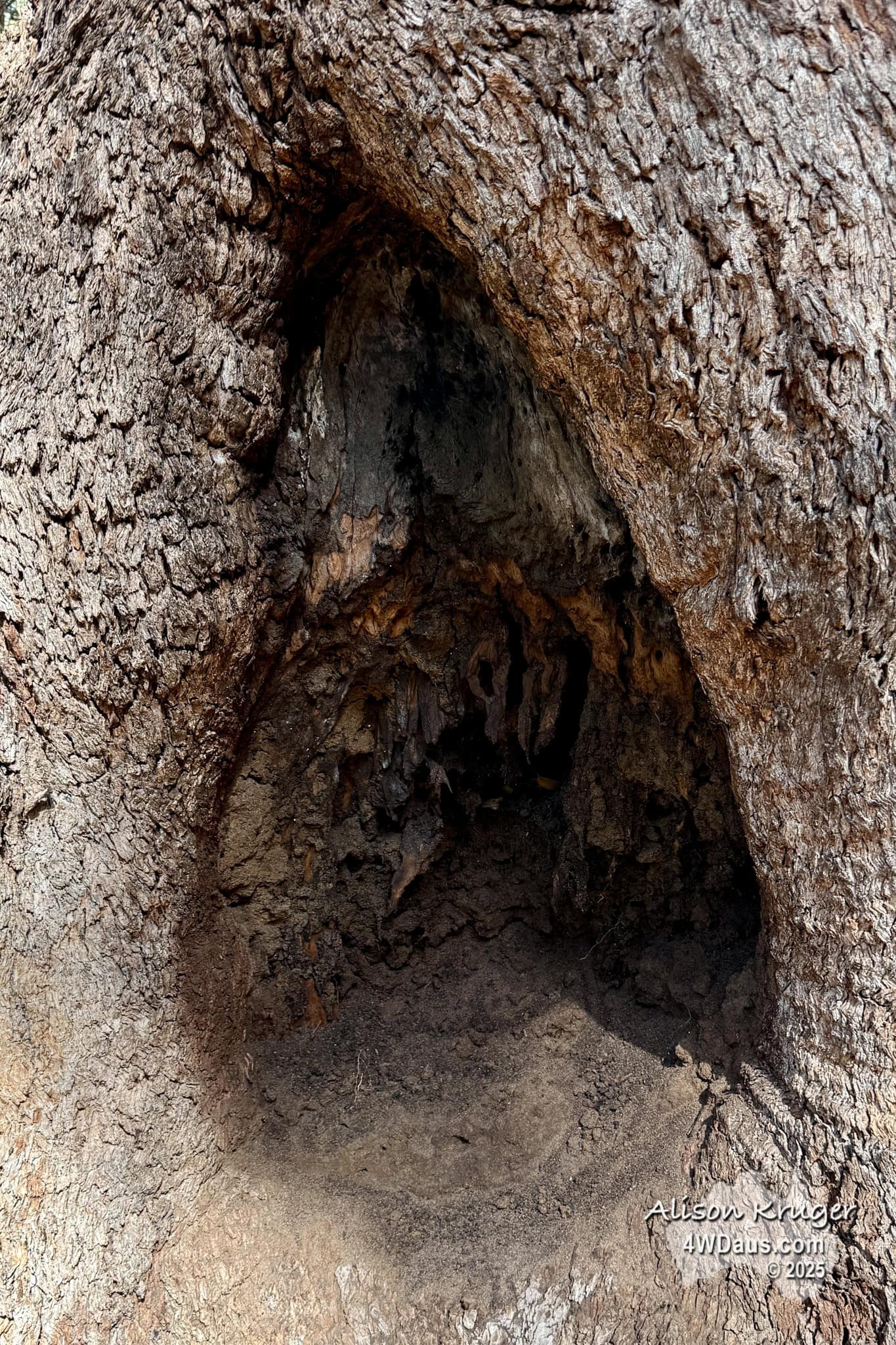 B Tree blaze in the trunk of a tree.